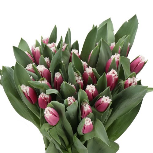 TULIPS SAN RAFFAEL