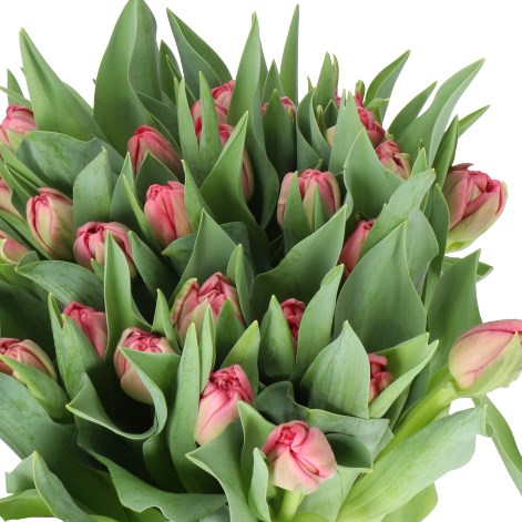 TULIPS SAN REMO