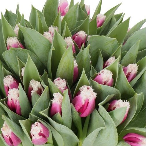 TULIPS SAN STEFANO