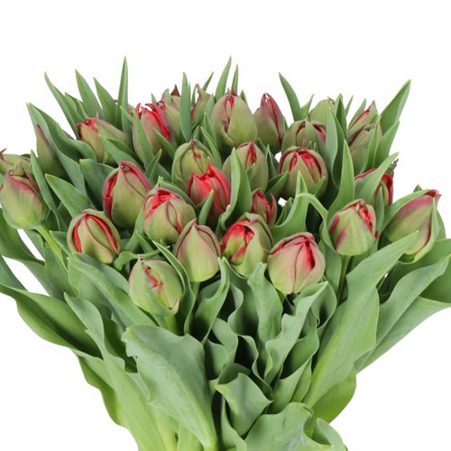 TULIPS SARTRE