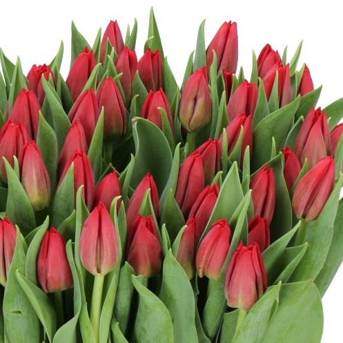 TULIPS SEADOV