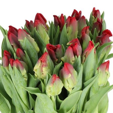 TULIPS SEADOV (PARROT)