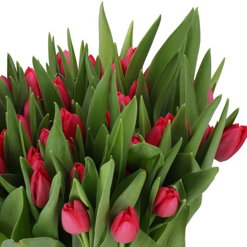 TULIPS SENDAI