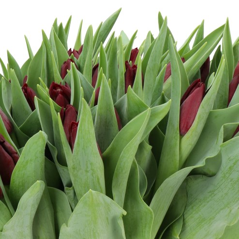 TULIPS SHIRAZ