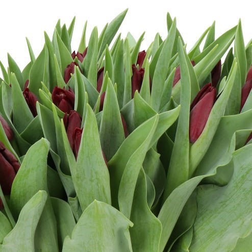 TULIPS SHIRAZ