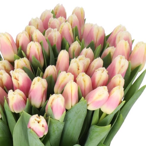 TULIPS SIESTA