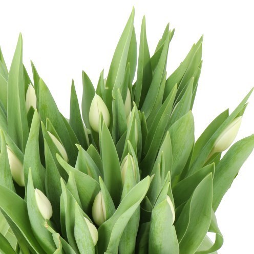 TULIPS SILVER DOLLAR