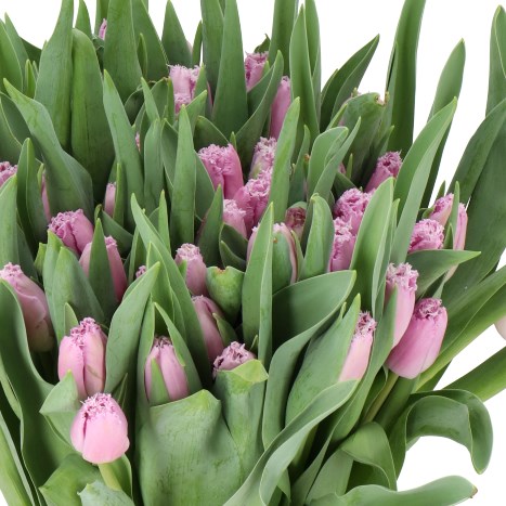 TULIPS SLIPSTREAM
