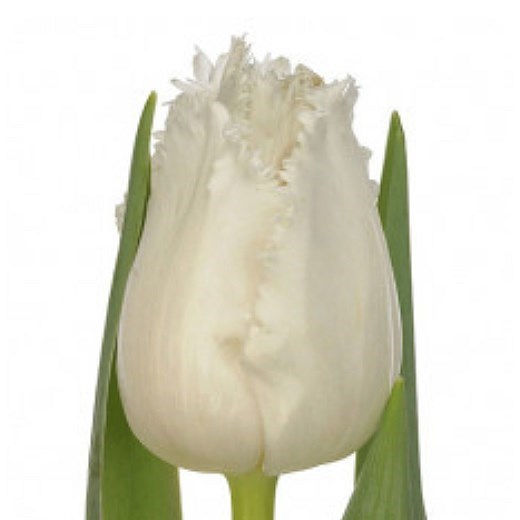 TULIPS SMIRNOFF