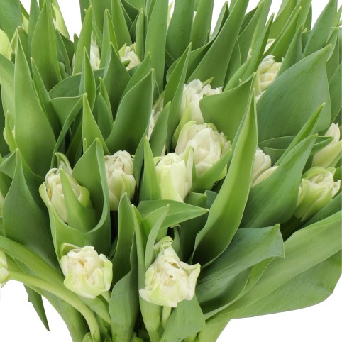 TULIPS SNOWBALL