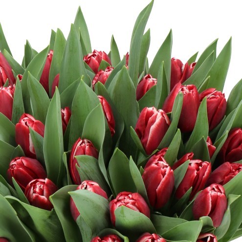 TULIPS SOULMATE