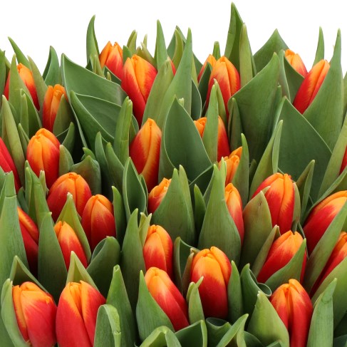 TULIPS SPIRIT