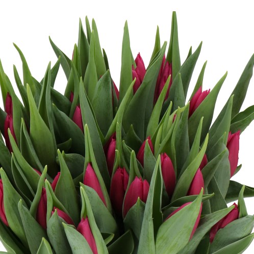 TULIPS STRONG LADY