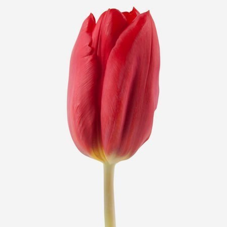 TULIPS STRONG LOVE