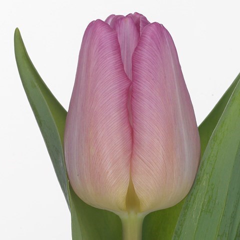 TULIPS SUGAR PRINCE