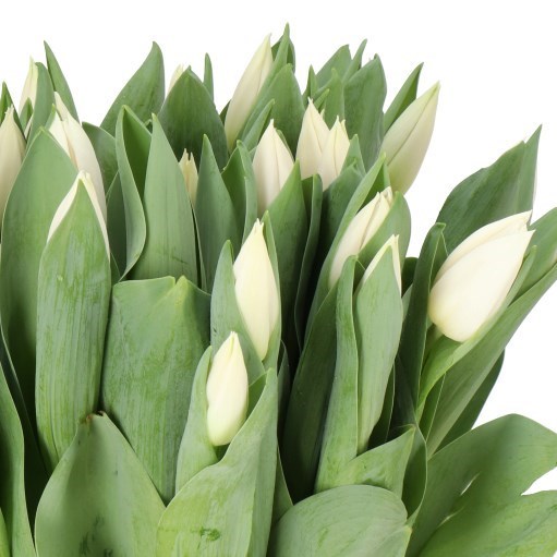 TULIPS SUMMER SNOW
