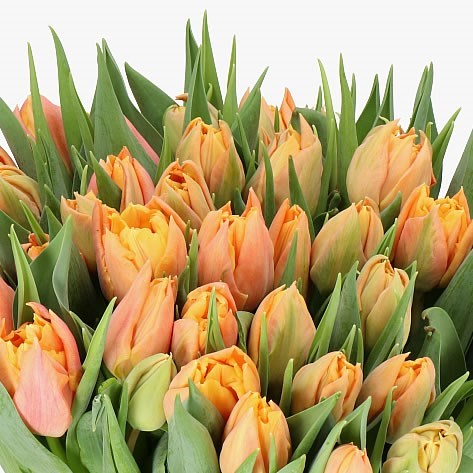 TULIPS SUMMERSUN