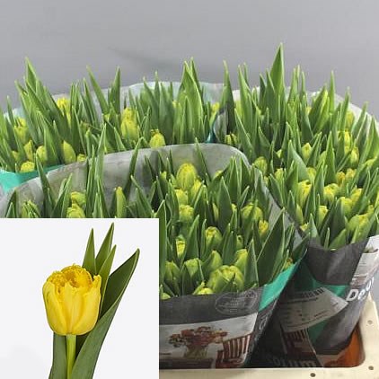 TULIPS SUN BLAZE 37cm 40gm Wholesale Dutch Flowers Florist