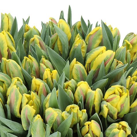 TULIPS SUN FLAME (PARROT)