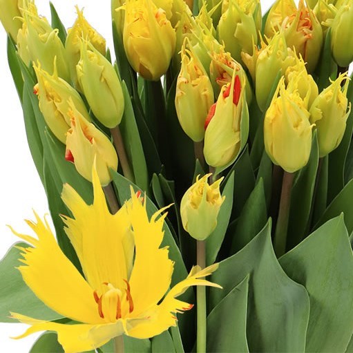 TULIPS SUNNY LEO