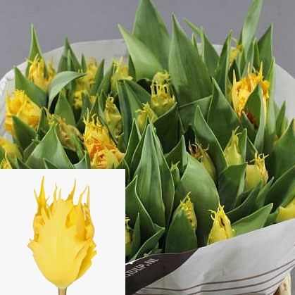 TULIPS SUNNY LEO