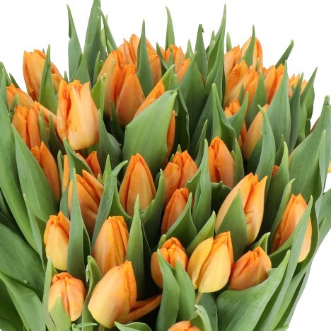 TULIPS SUNRISE PRINCE