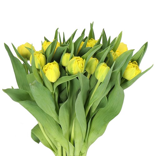 TULIPS SUNSET BOULEVARD
