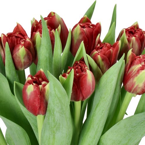 TULIPS SUPER BOWL