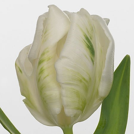 TULIPS SUPER PARROT