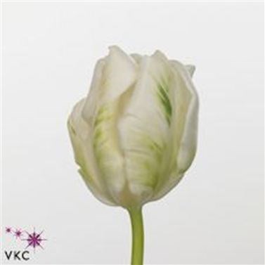 TULIPS SUPER PARROT