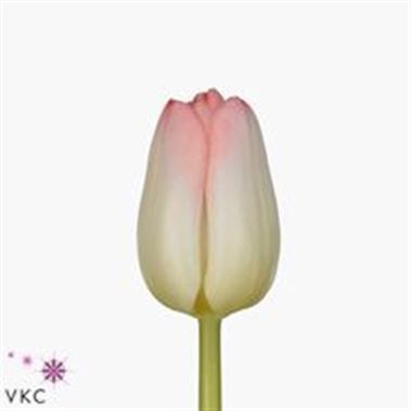 TULIPS SUPERMODEL