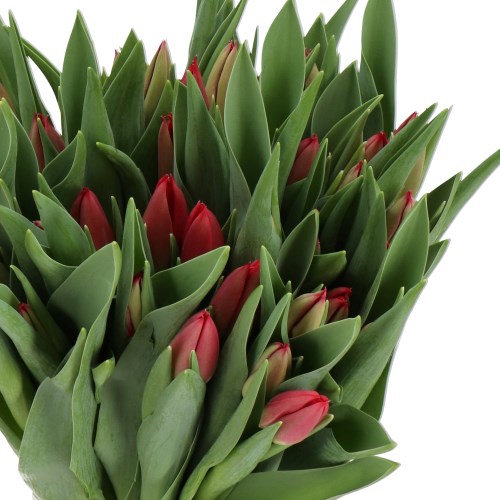 TULIPS SUPERNOVA