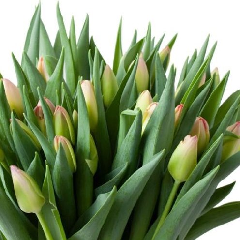 TULIPS SUPRI EROTIC