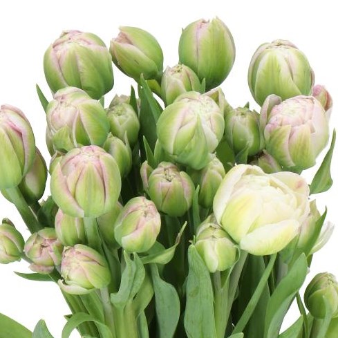 TULIPS SURPRISE