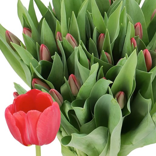 TULIPS SURRENDER