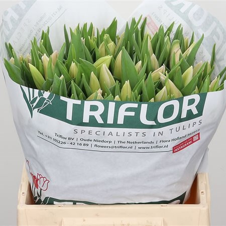 TULIPS SWEET BREEZE 40cm 40gm | Wholesale Dutch Flowers & Florist ...