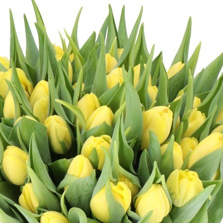 TULIPS SWEET LEMON