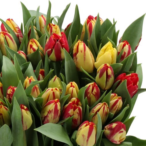 TULIPS TARANTULA