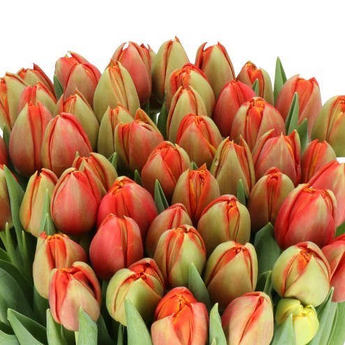 TULIPS TERMINATOR