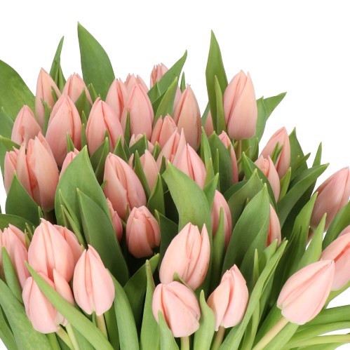 TULIPS THIJS BOOTS