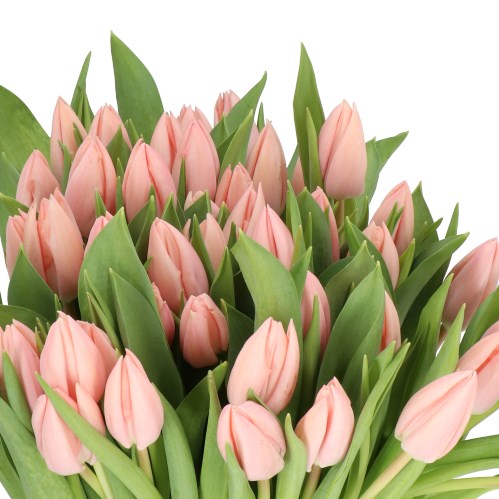 TULIPS THIJS BOOTS