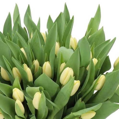 TULIPS TILIRO