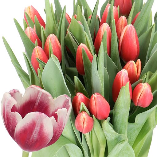 TULIPS TIMELESS