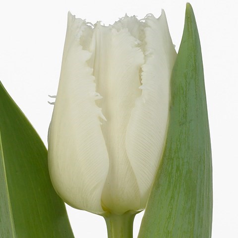 TULIPS TINKERBELL