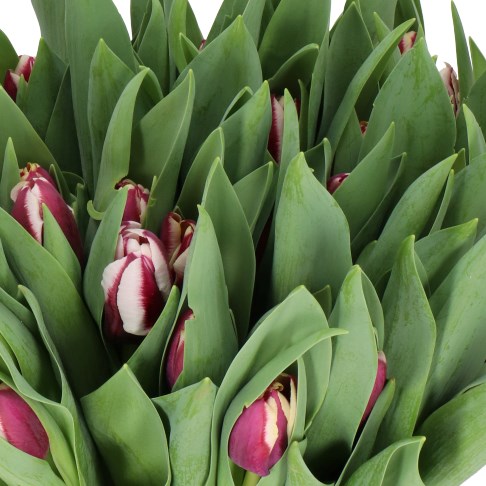 TULIPS TIRAMISU