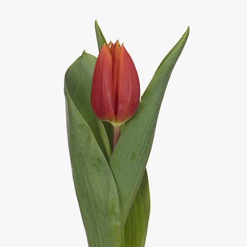 TULIPS TITAN