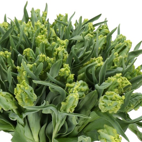 TULIPS TOXIC (PARROT)