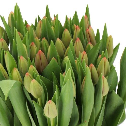 TULIPS TRAILBLAZER