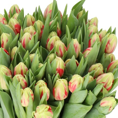 TULIPS TRICOLOURI