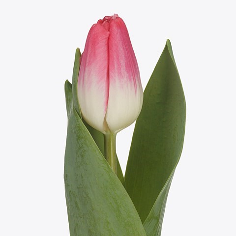 TULIPS TRIGGER